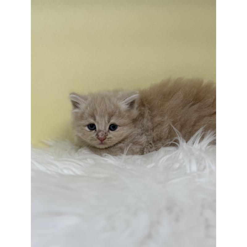 販売中の埼玉県のサイベリアン-135939の2枚目