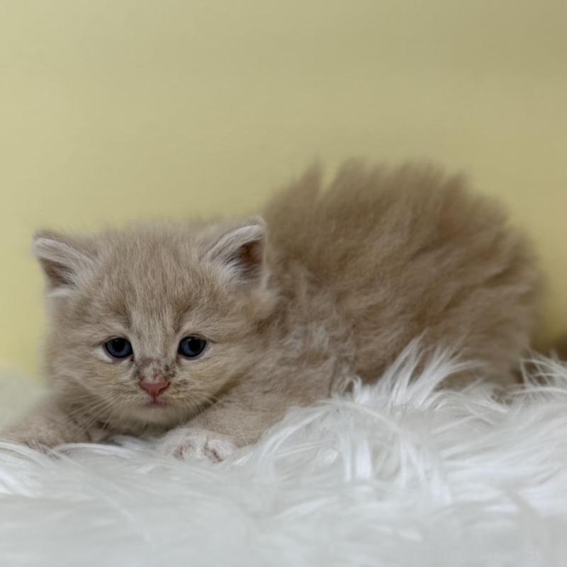 販売中の埼玉県のサイベリアン-135939の1枚目