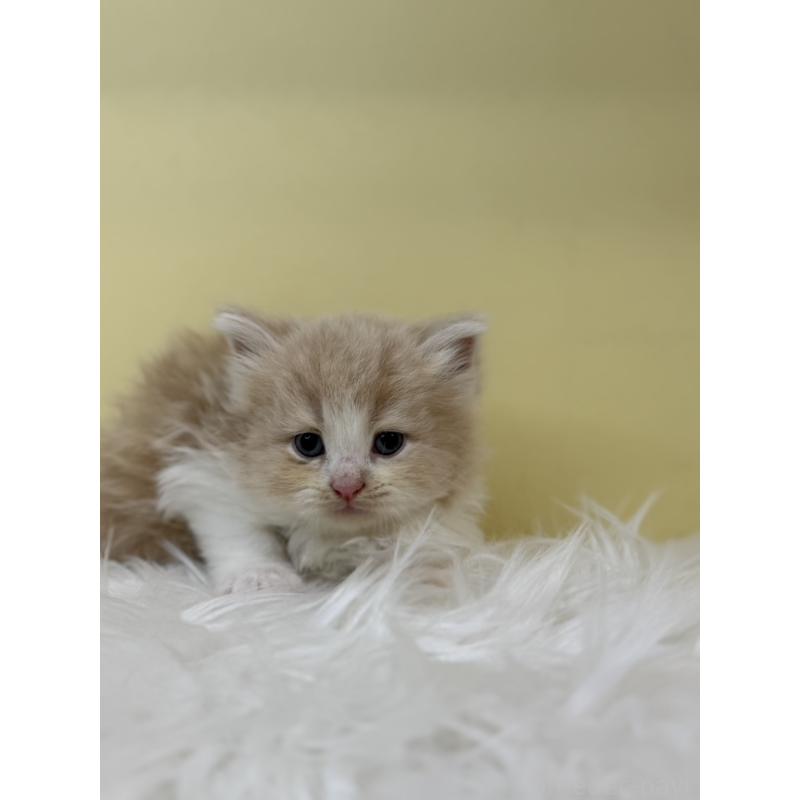 販売中の埼玉県のサイベリアン-135940の4枚目