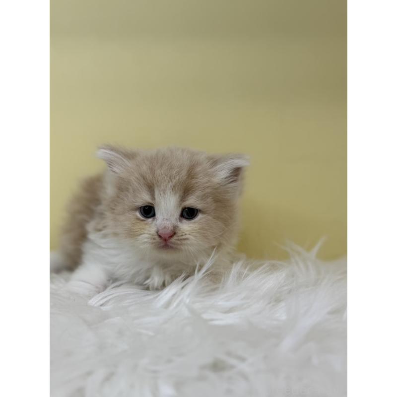 販売中の埼玉県のサイベリアン-135940の3枚目