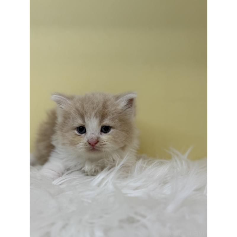 販売中の埼玉県のサイベリアン-135940の2枚目