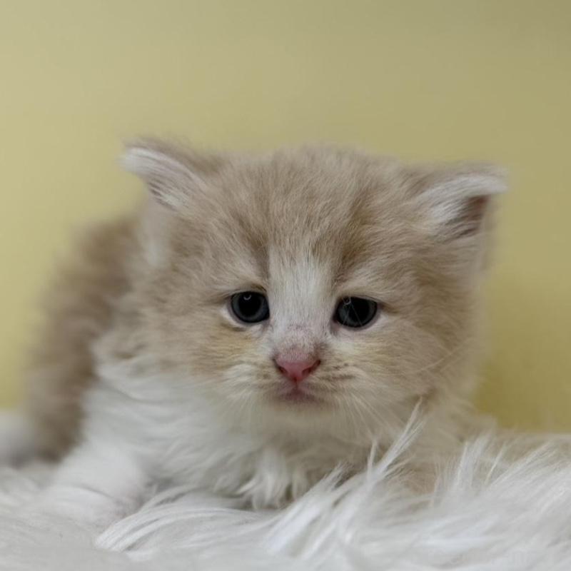 販売中の埼玉県のサイベリアン-135940の1枚目