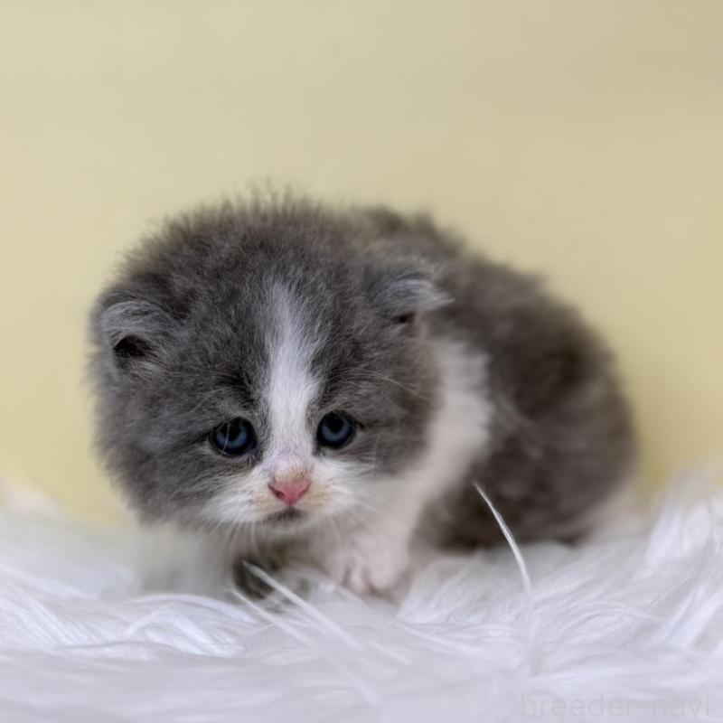 販売中の埼玉県のサイベリアン-135941の4枚目