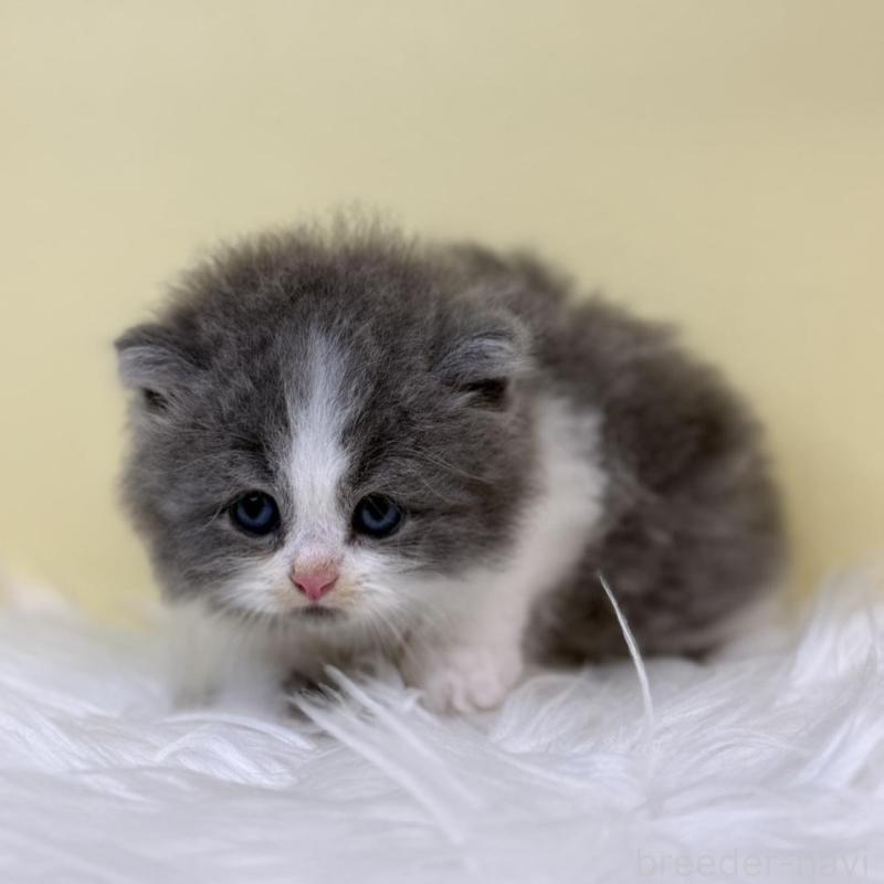 販売中の埼玉県のサイベリアン-135941の3枚目