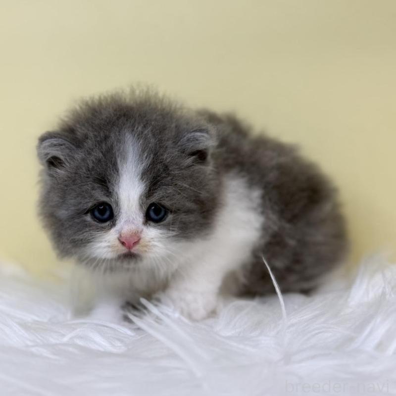 販売中の埼玉県のサイベリアン-135941の1枚目