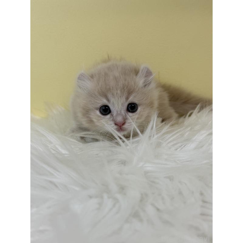 販売中の埼玉県のキンカロー-135997の4枚目