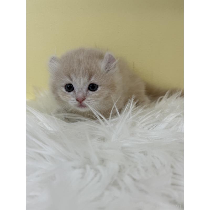 販売中の埼玉県のキンカロー-135997の3枚目