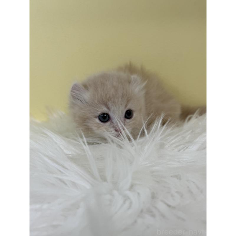 販売中の埼玉県のキンカロー-135997の2枚目