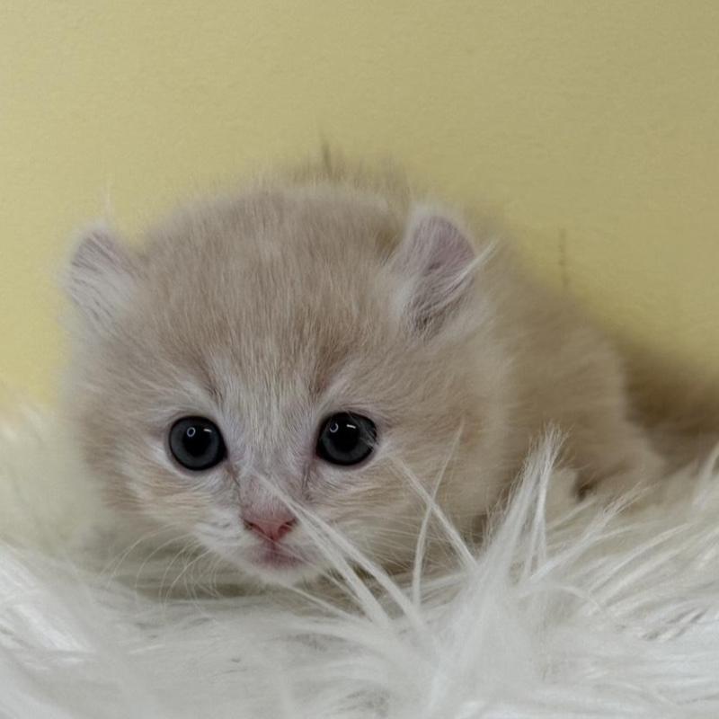 販売中の埼玉県のキンカロー-135997