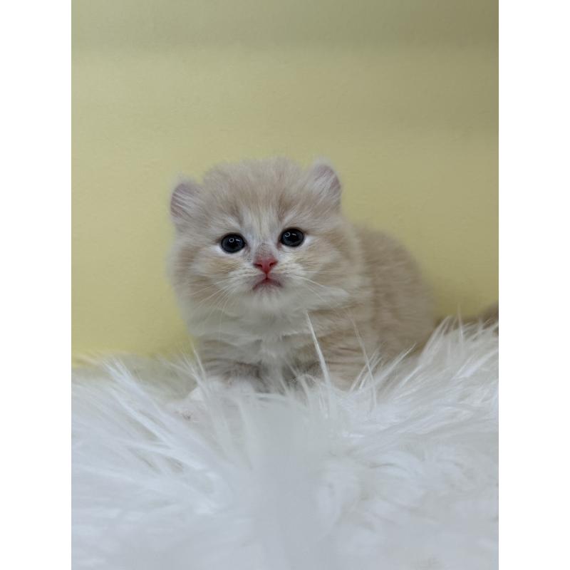 販売中の埼玉県のキンカロー-135998の4枚目