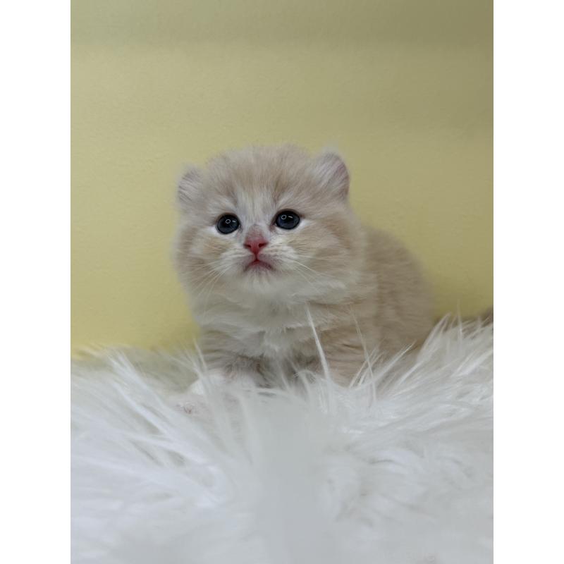 販売中の埼玉県のキンカロー-135998の3枚目