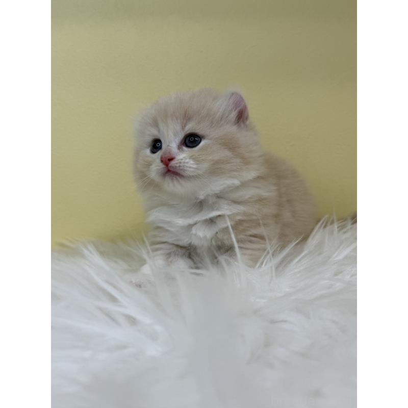 販売中の埼玉県のキンカロー-135998の2枚目