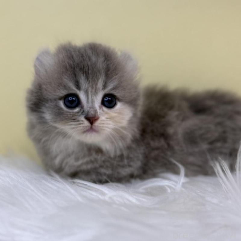 販売中の埼玉県のキンカロー-135996