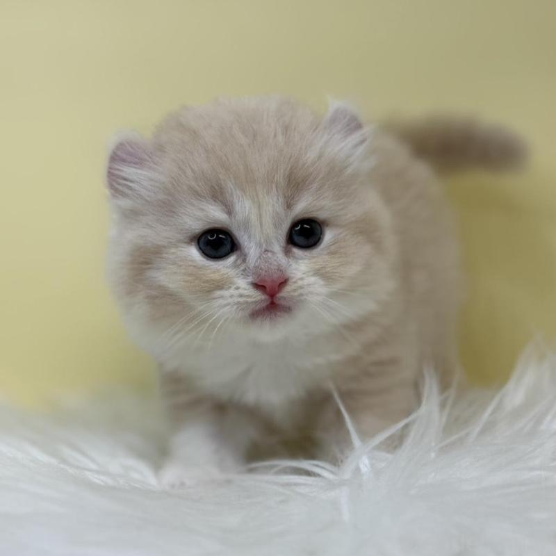 販売中の埼玉県のキンカロー-135998