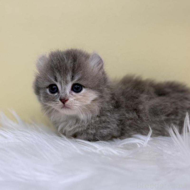 販売中の埼玉県のキンカロー-135996の4枚目