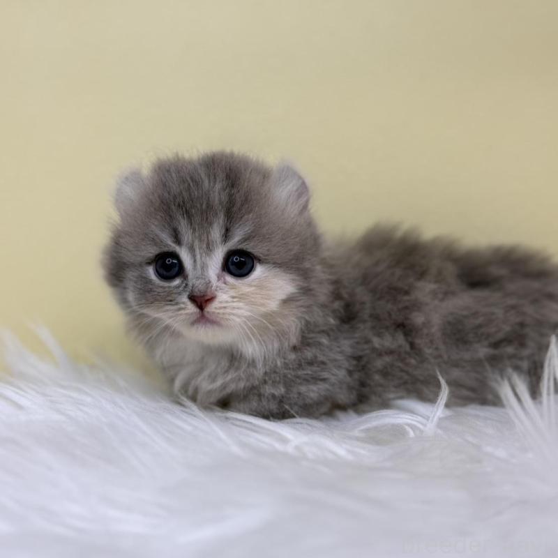 販売中の埼玉県のキンカロー-135996の3枚目