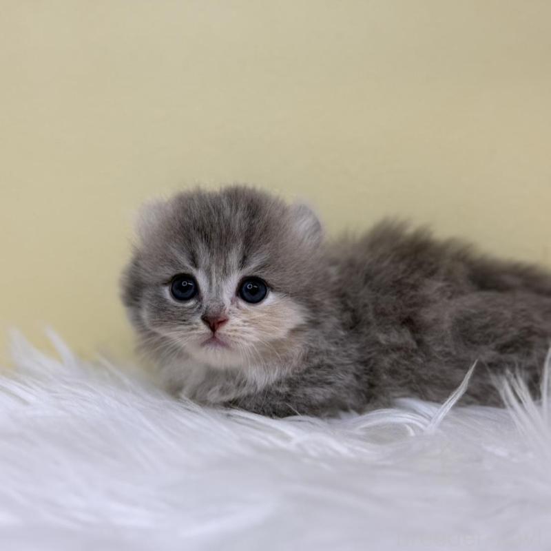 販売中の埼玉県のキンカロー-135996の2枚目