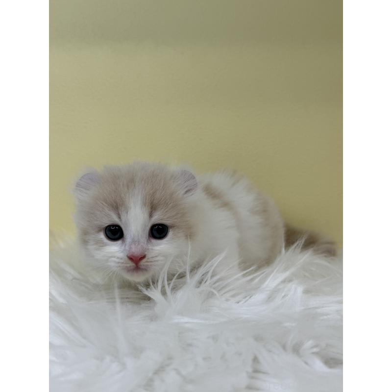 販売中の埼玉県のキンカロー-136000の4枚目