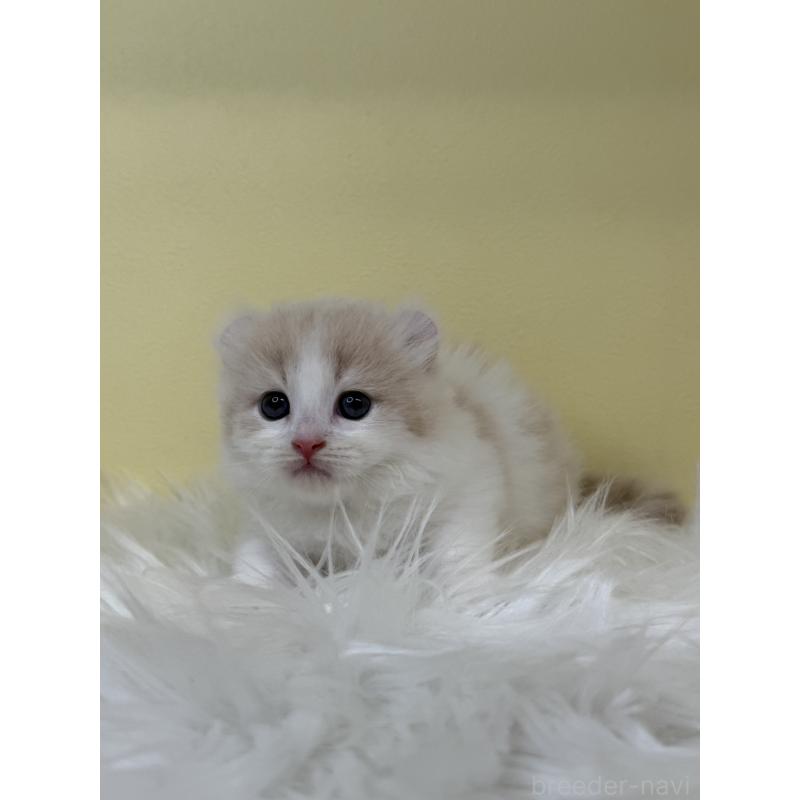 販売中の埼玉県のキンカロー-136000の3枚目