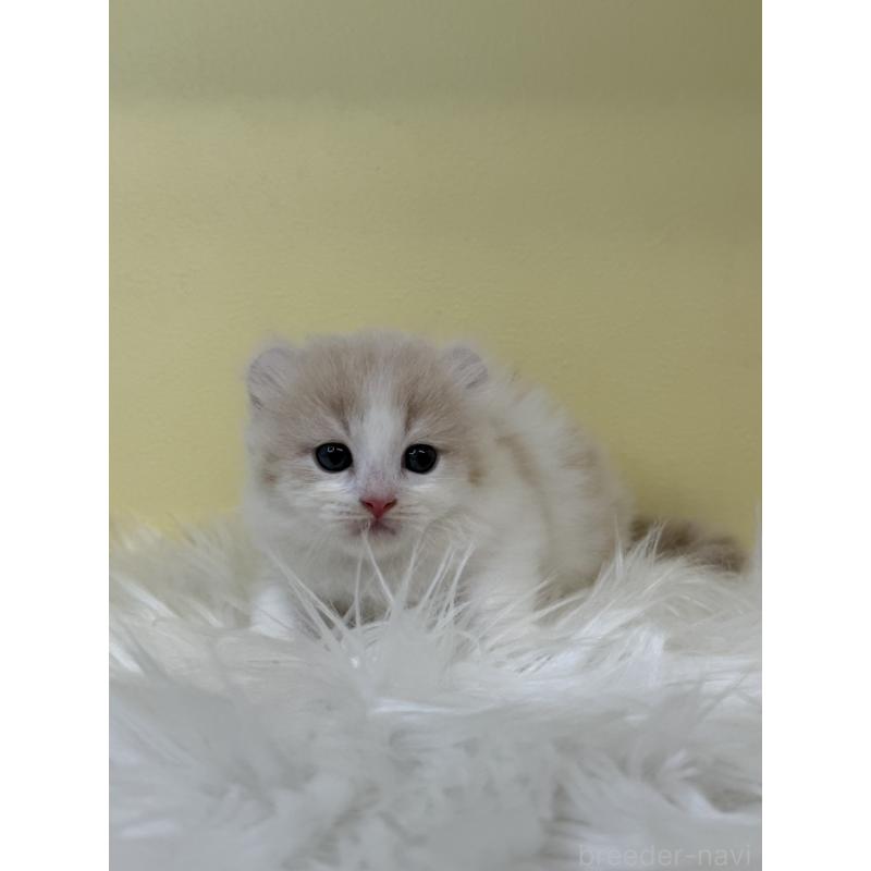 販売中の埼玉県のキンカロー-136000の2枚目