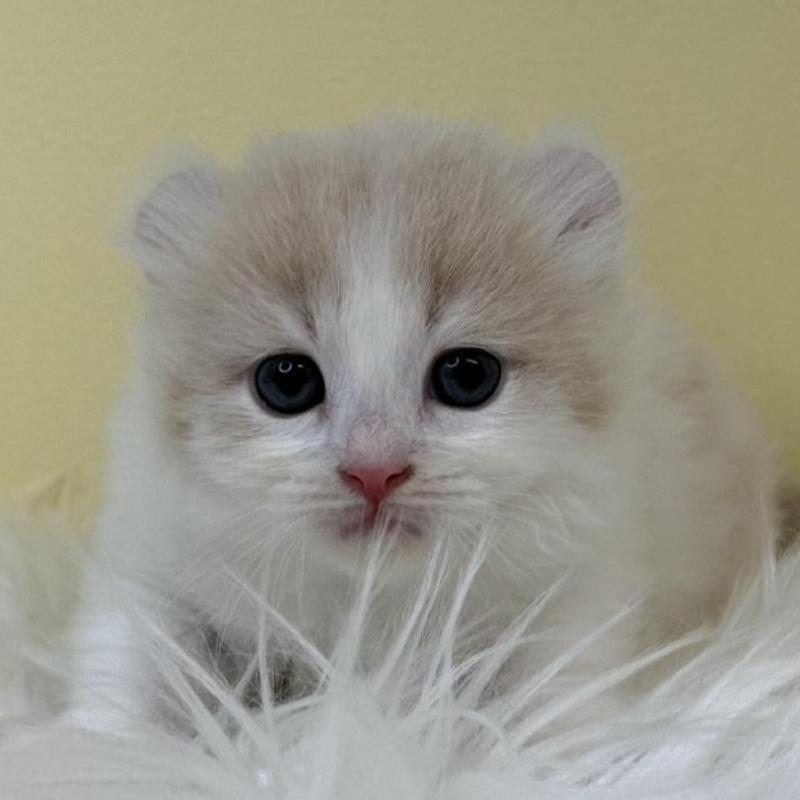 販売中の埼玉県のキンカロー-136000