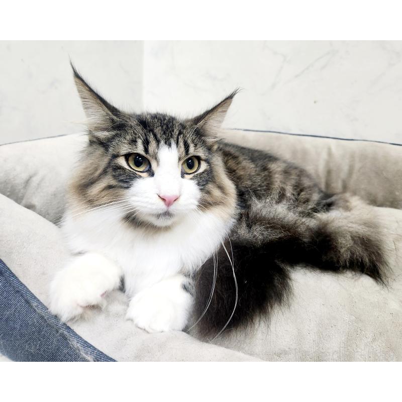 販売中の北海道のノルウェージャンフォレストキャット-134154の3枚目