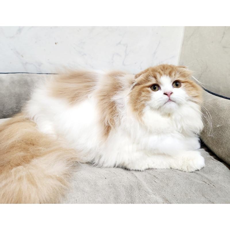 販売中の北海道のスコティッシュフォールド-128405の4枚目