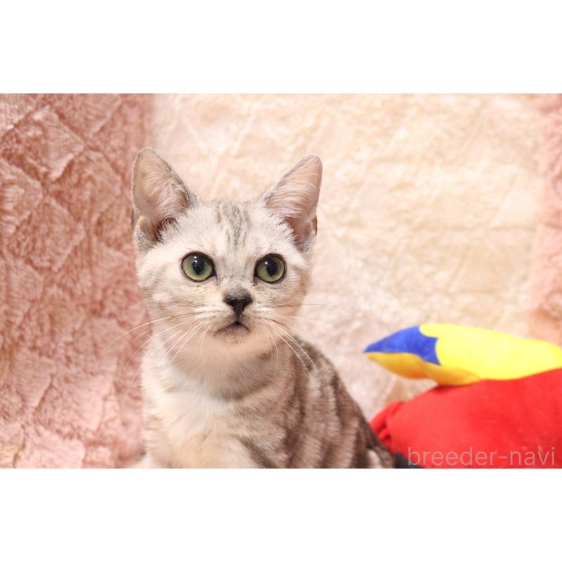 販売中の東京都のアメリカンショートヘア-136002の2枚目