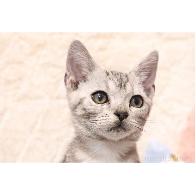 販売中の東京都のアメリカンショートヘア-136007の4枚目