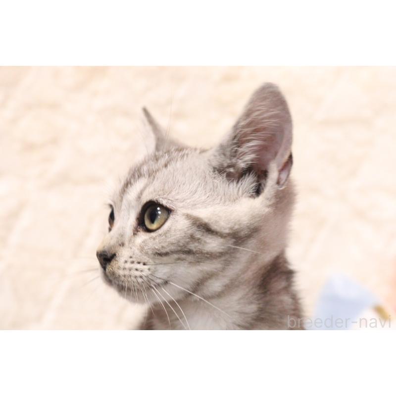 販売中の東京都のアメリカンショートヘア-136007の2枚目