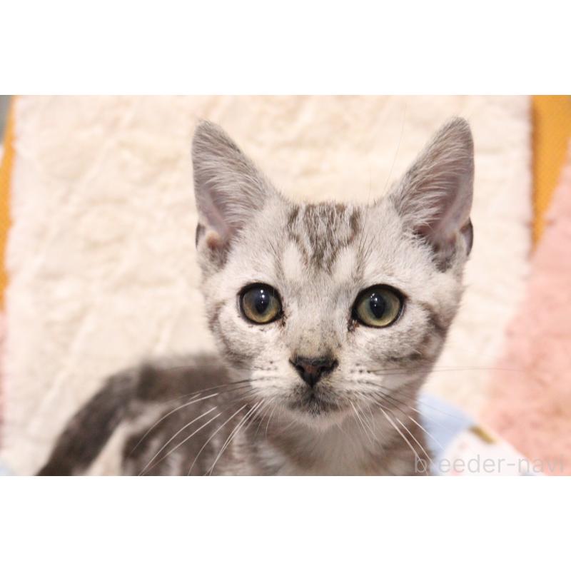 販売中の東京都のアメリカンショートヘア-136007の3枚目