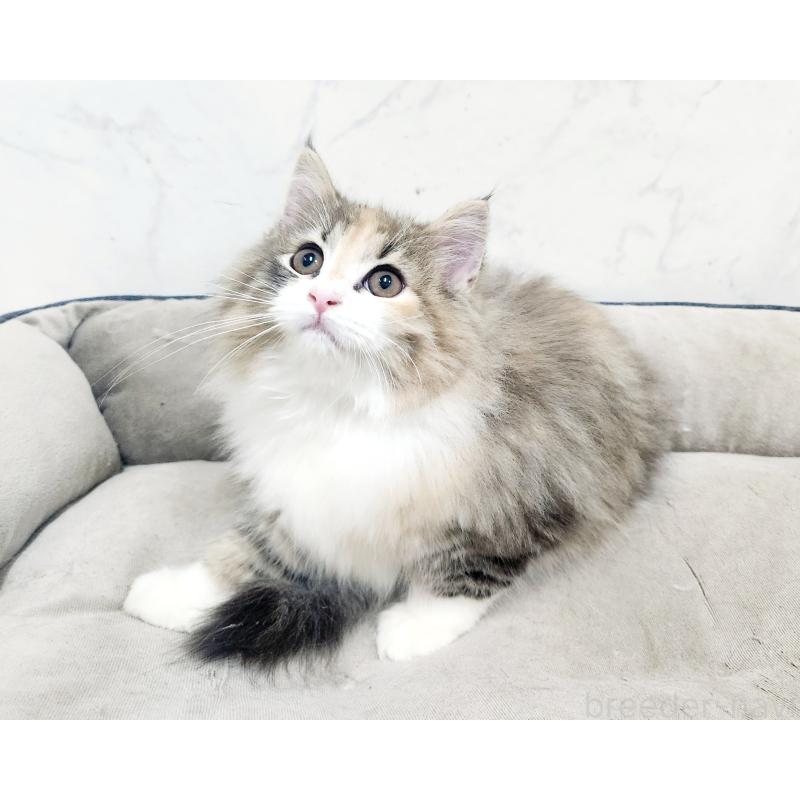 販売中の北海道のノルウェージャンフォレストキャット-133711の3枚目