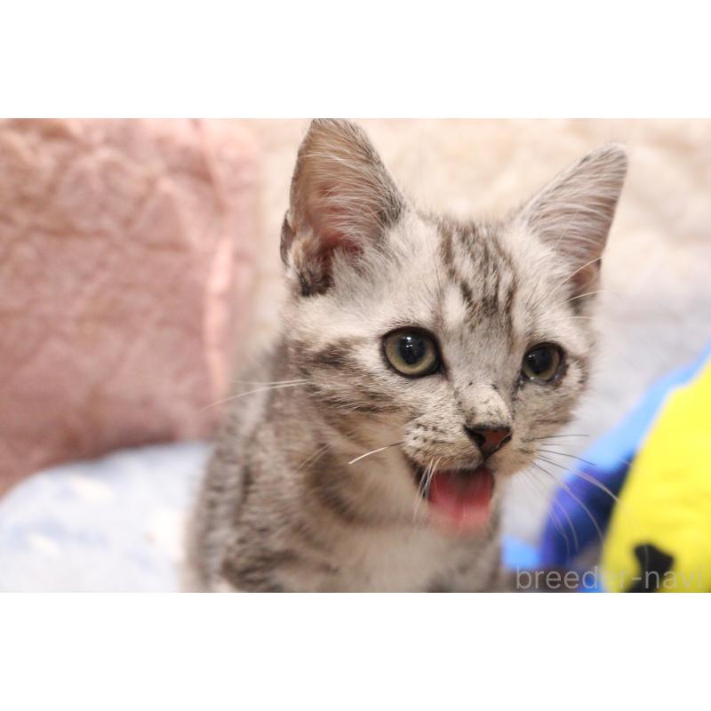 販売中の東京都のアメリカンショートヘア-136009の2枚目