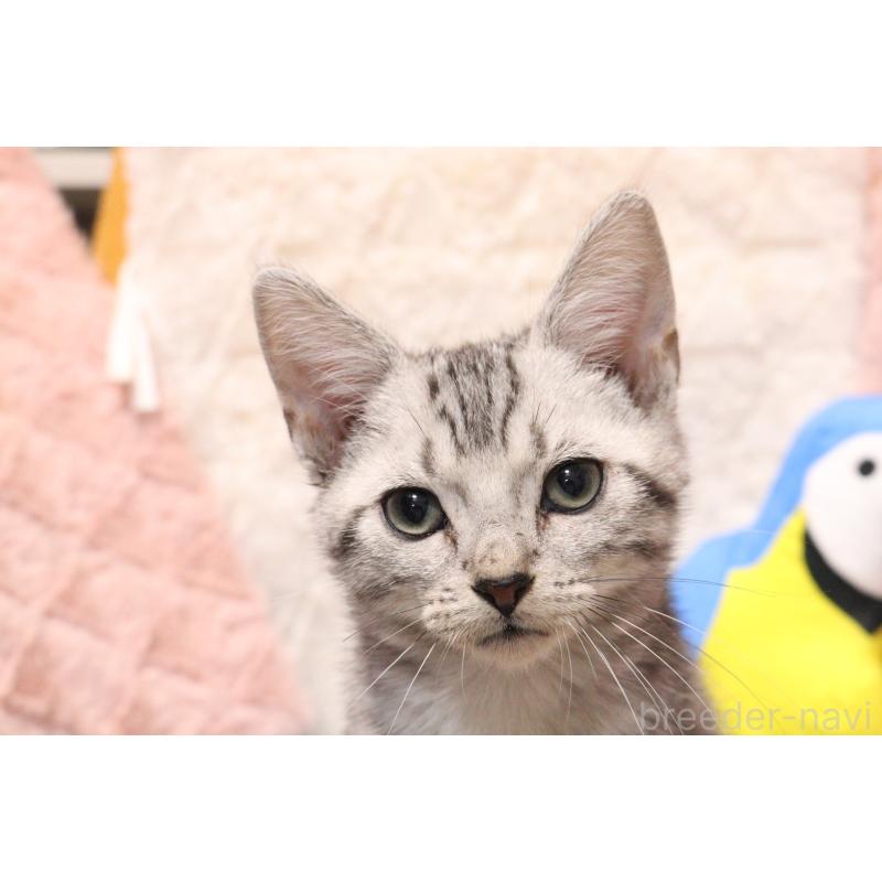 販売中の東京都のアメリカンショートヘア-136010の4枚目