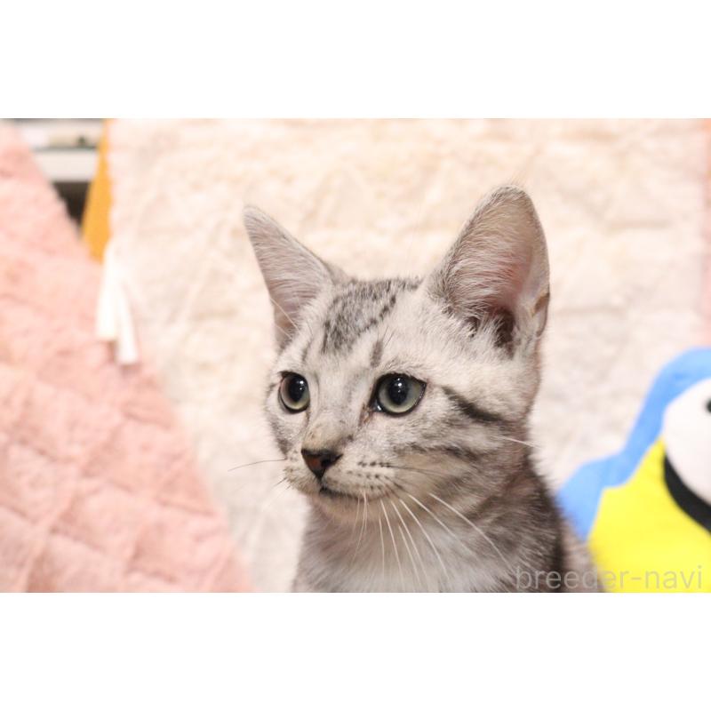 販売中の東京都のアメリカンショートヘア-136010の3枚目