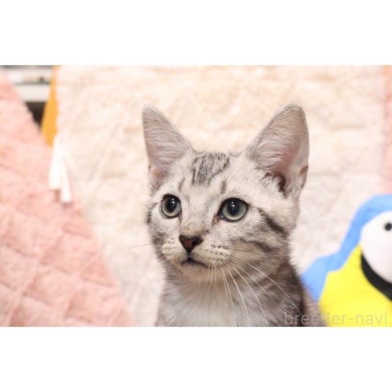 販売中の東京都のアメリカンショートヘア-136010の2枚目