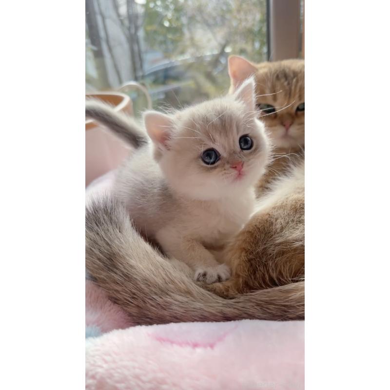 販売中の兵庫県のブリティッシュショートヘア-136011の2枚目