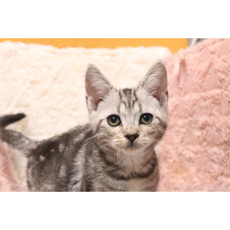 販売中の東京都のアメリカンショートヘア-136012の3枚目