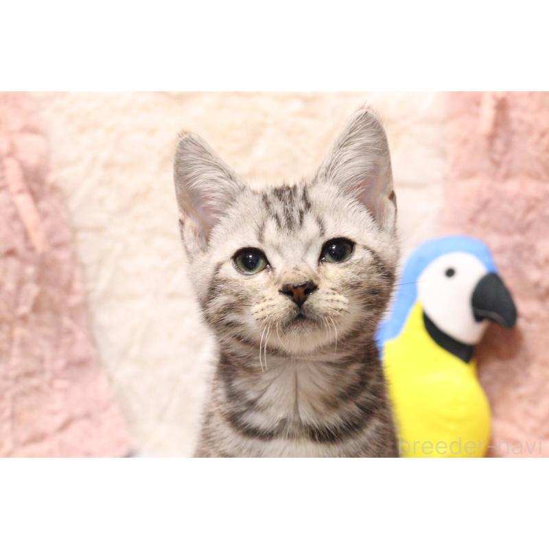 販売中の東京都のアメリカンショートヘア-136012の2枚目