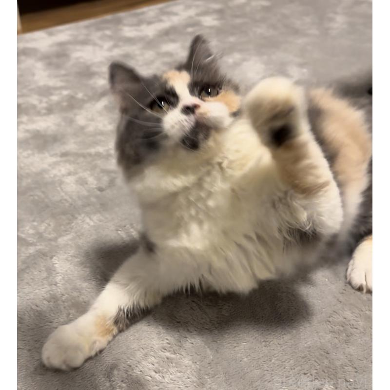 販売中の埼玉県のスコティッシュフォールド-134347の5枚目