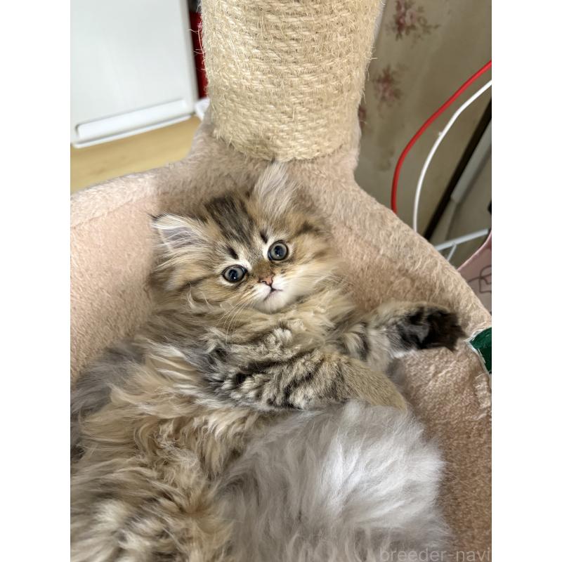 販売中の愛知県のミヌエット(短足)-133586の13枚目