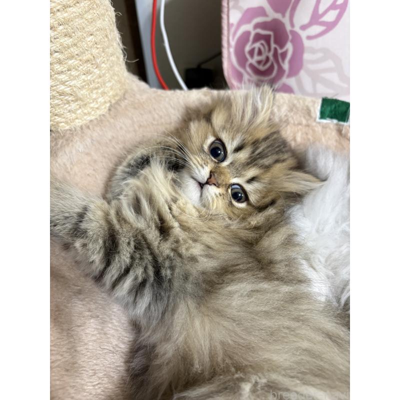 販売中の愛知県のミヌエット(短足)-133586の11枚目