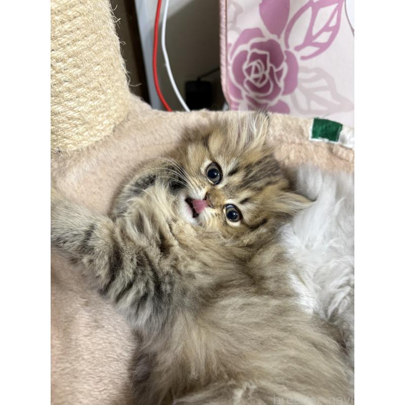 販売中の愛知県のミヌエット(短足)-133586の10枚目