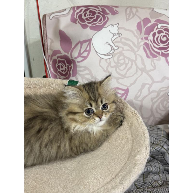 販売中の愛知県のミヌエット(短足)-133586の9枚目