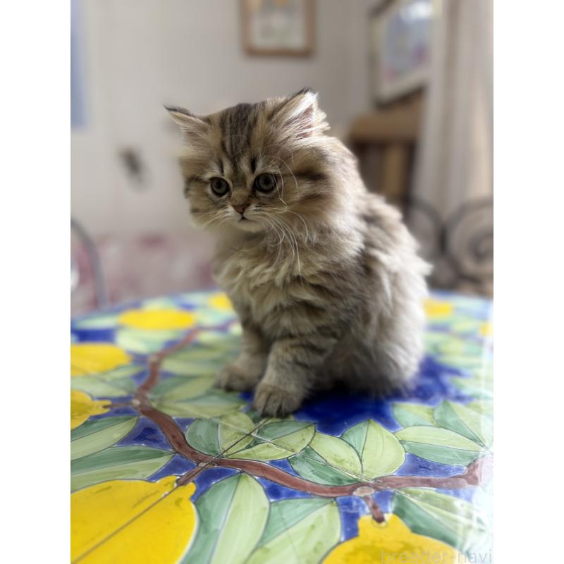 販売中の愛知県のミヌエット(短足)-133586の8枚目