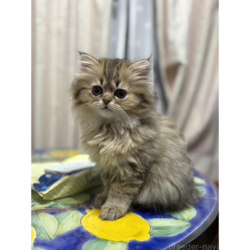 販売中の愛知県のミヌエット(短足)-133586の7枚目