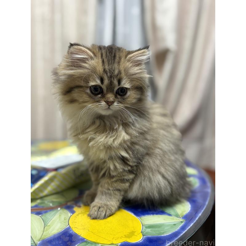 販売中の愛知県のミヌエット(短足)-133586の6枚目