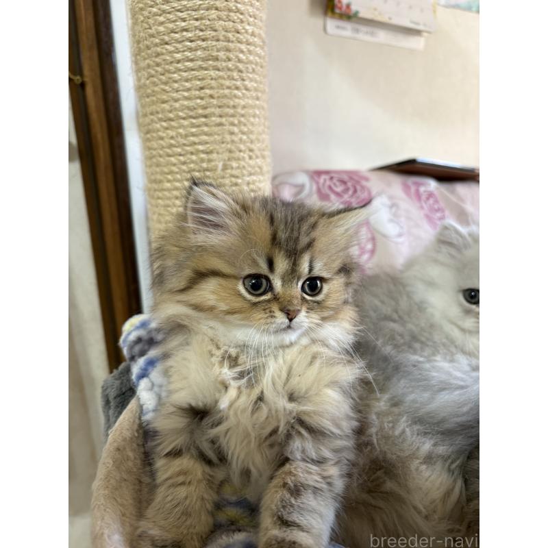 販売中の愛知県のミヌエット(短足)-133586の5枚目