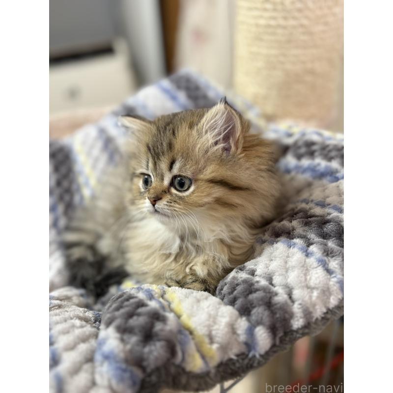 販売中の愛知県のミヌエット(短足)-133586の3枚目