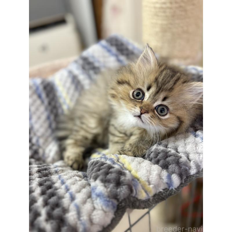 販売中の愛知県のミヌエット(短足)-133586の2枚目